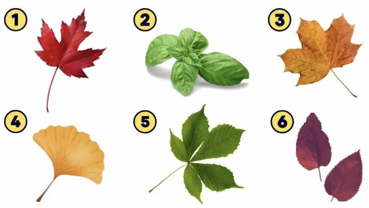 Persönlichkeitstest : Welches Herbstblatt du wählst, verrät deine bunteste Eigenschaft