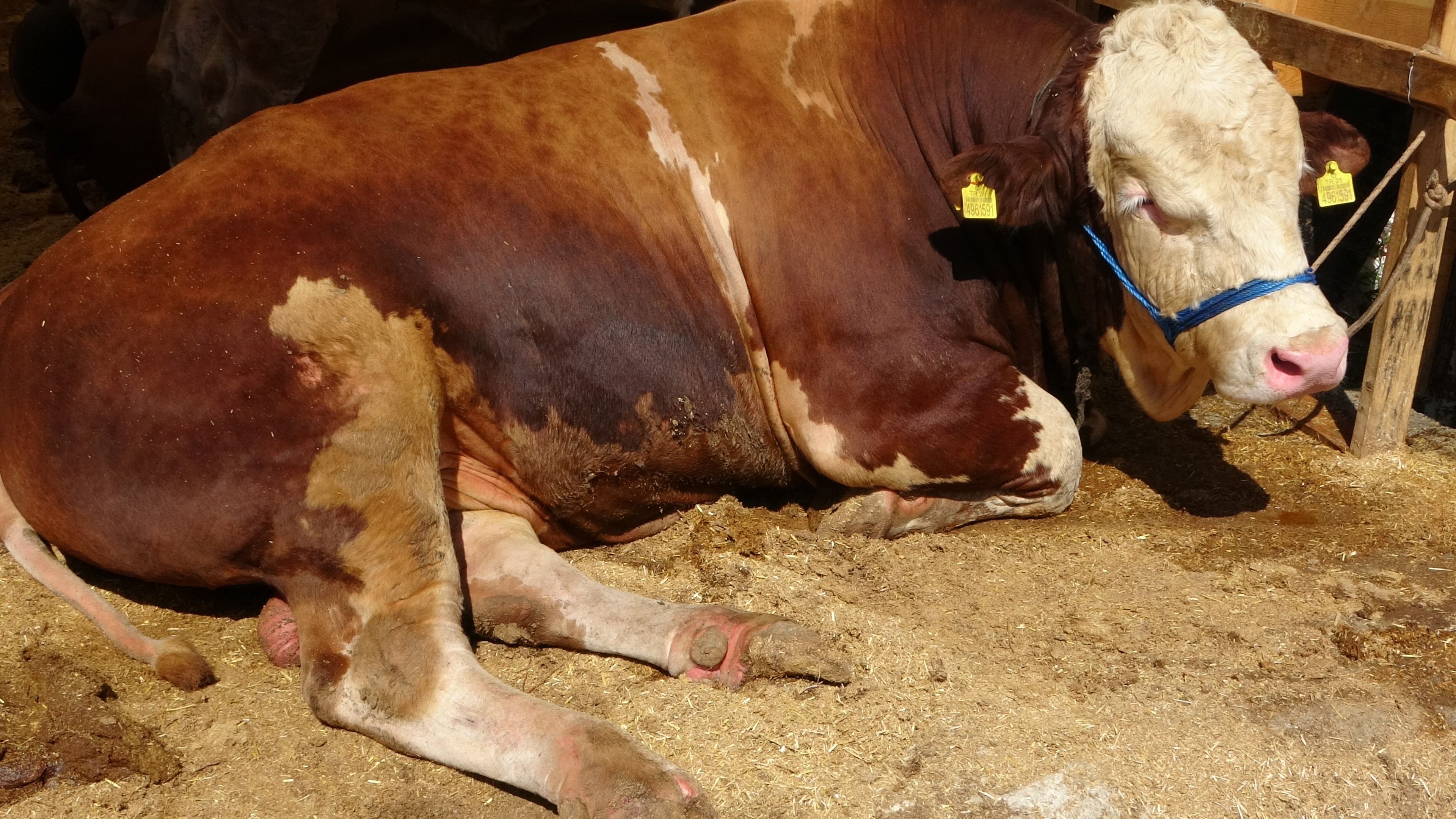 Competencia gigante en el Mercado de Sacrificios de Sultanbeyli: 'Campeón' y 'Emperador' cara a cara (con fotos) Halit Arslan - İzzet A