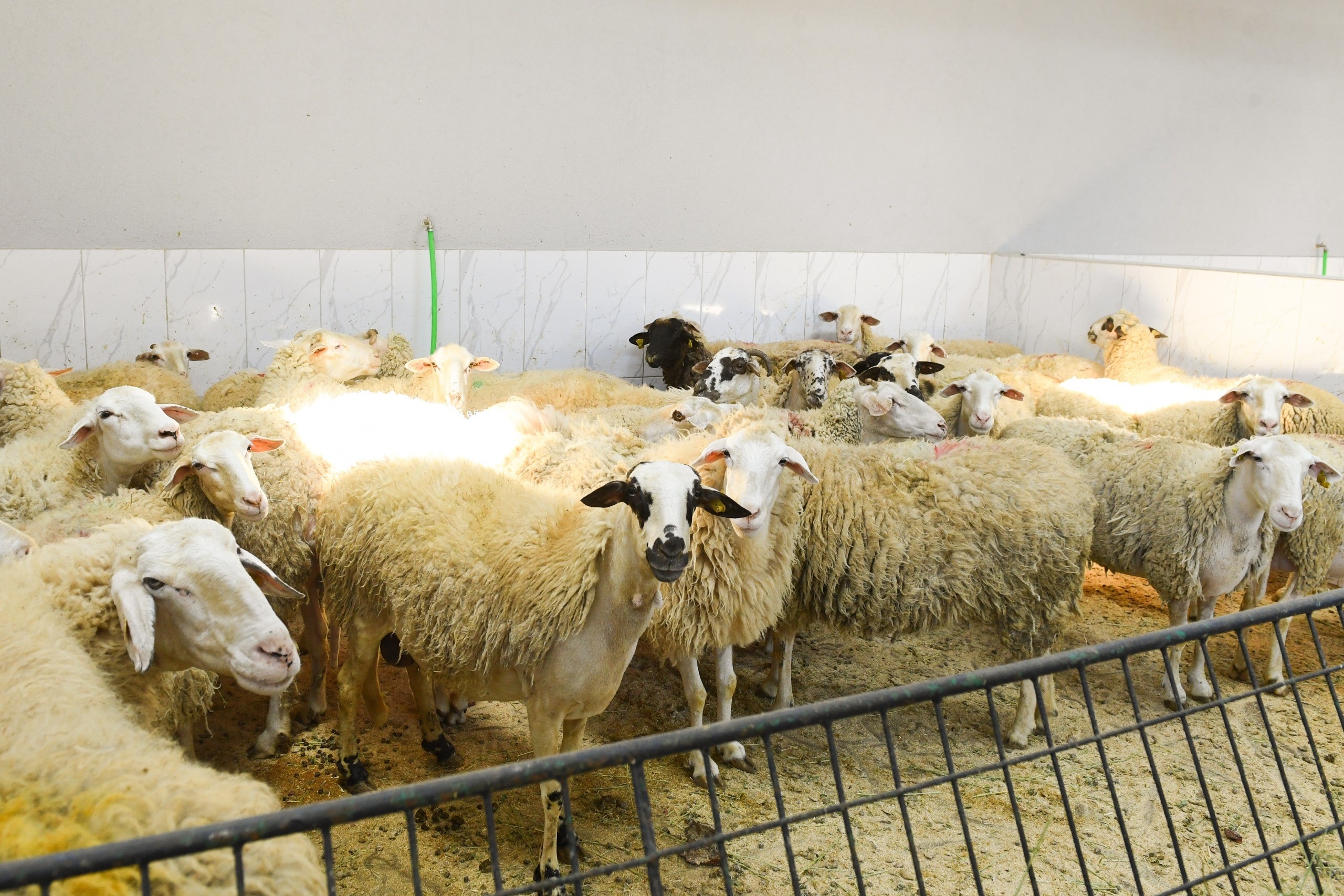 Inspeccionan las áreas de venta y sacrificio de Qurban en Şişli