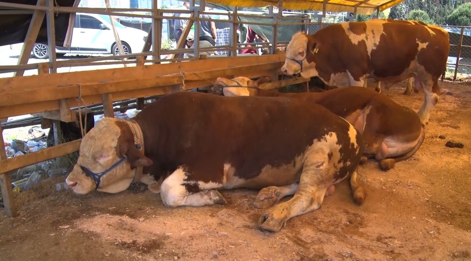 Op de tweede dag van Eid werden in Esenyurt in grote aantallen offerdieren verkocht