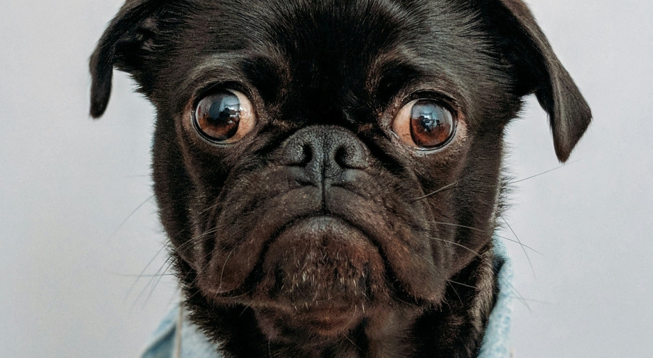 ¿Para tener un perro, hay que hacer un curso especial? Esto no es broma, sino un proyecto del gobierno.