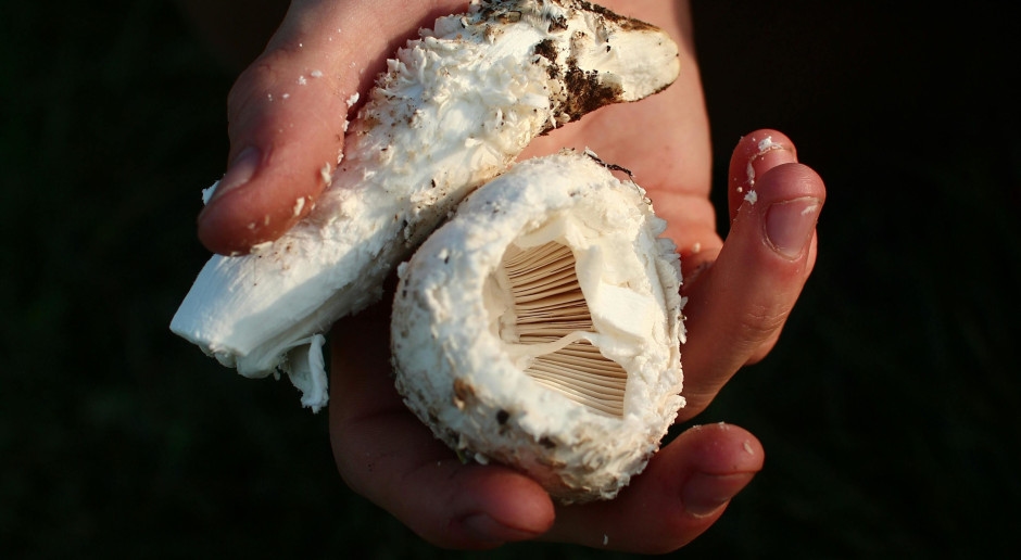 «Wild Gold» — парфюмерное открытие 2025 года. Никто не пройдет мимо таких духов равнодушно.