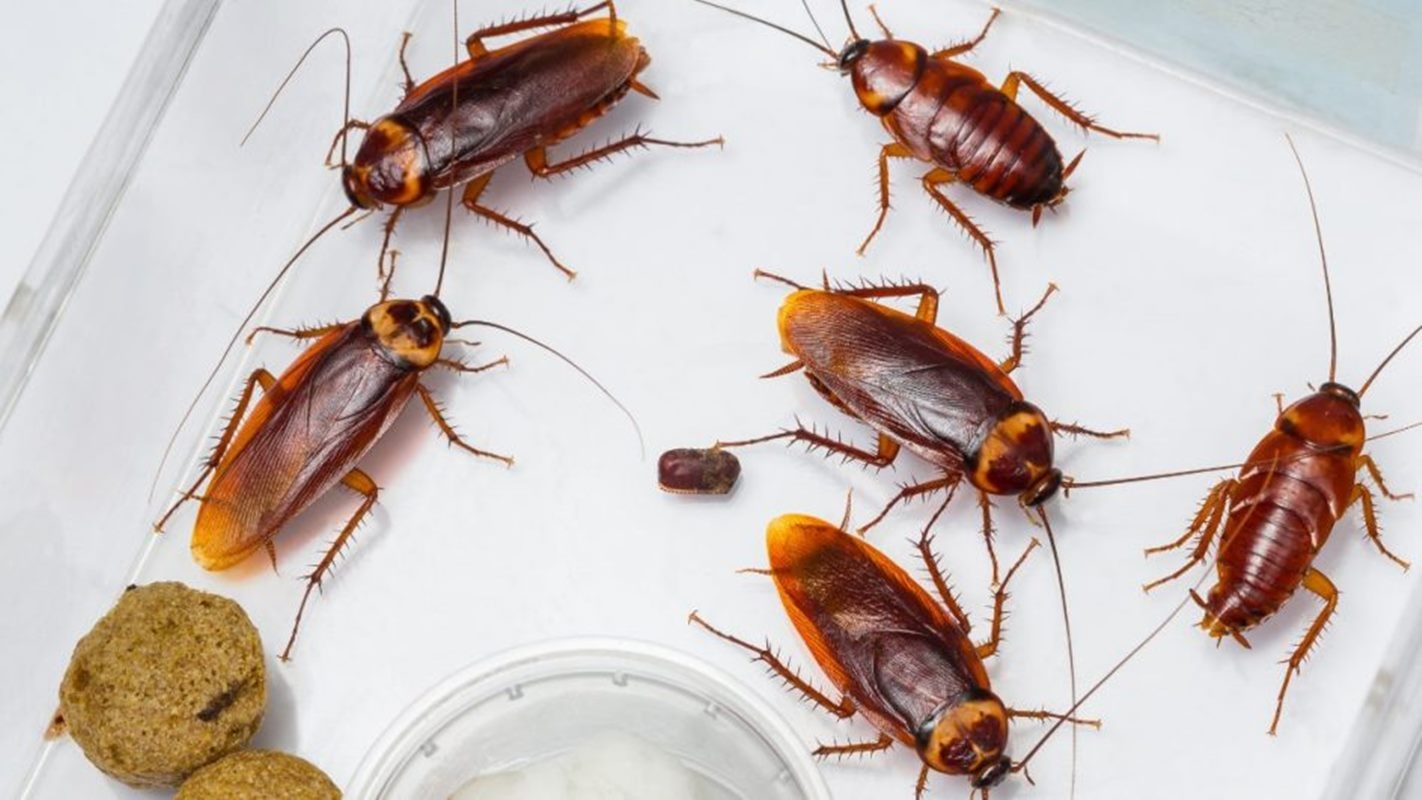 Cockroaches in your home? Understand what this could indicate and how to avoid it