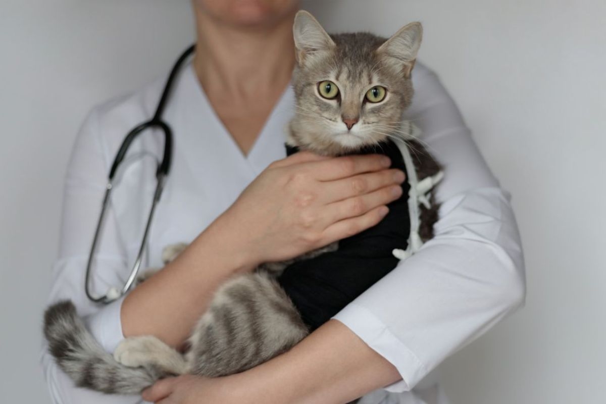 Mascotas en invierno: cómo evitar que perros y gatos enfermen con el frío