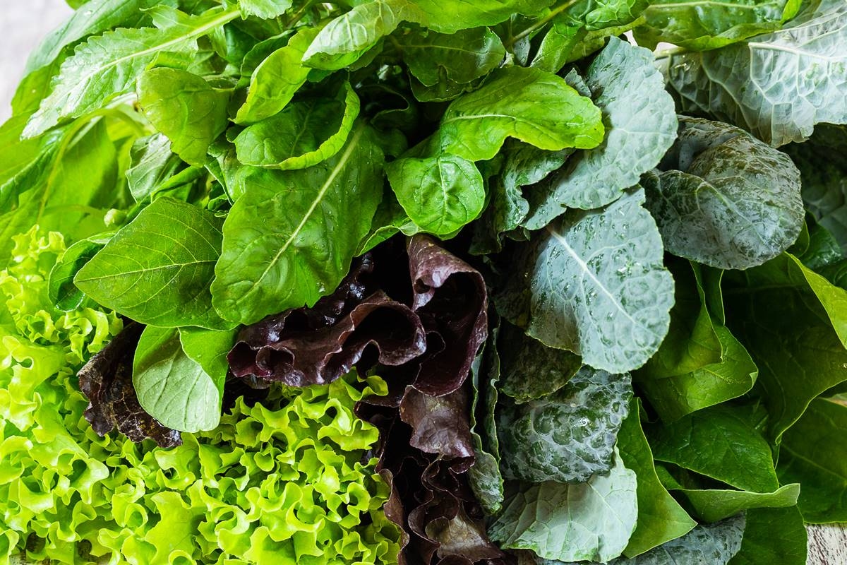 Common green leaf prolongs the feeling of satiety and benefits the intestines