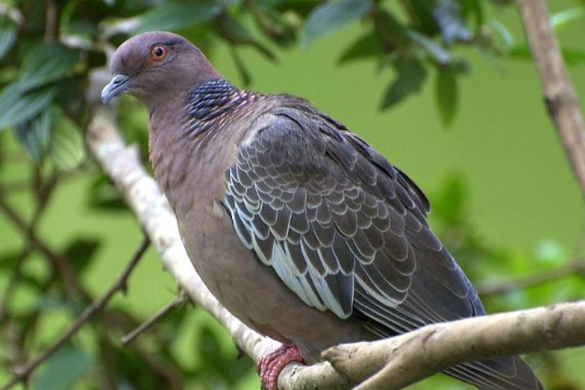 Pigeons in your home? These 3 plants will keep birds away once and for all