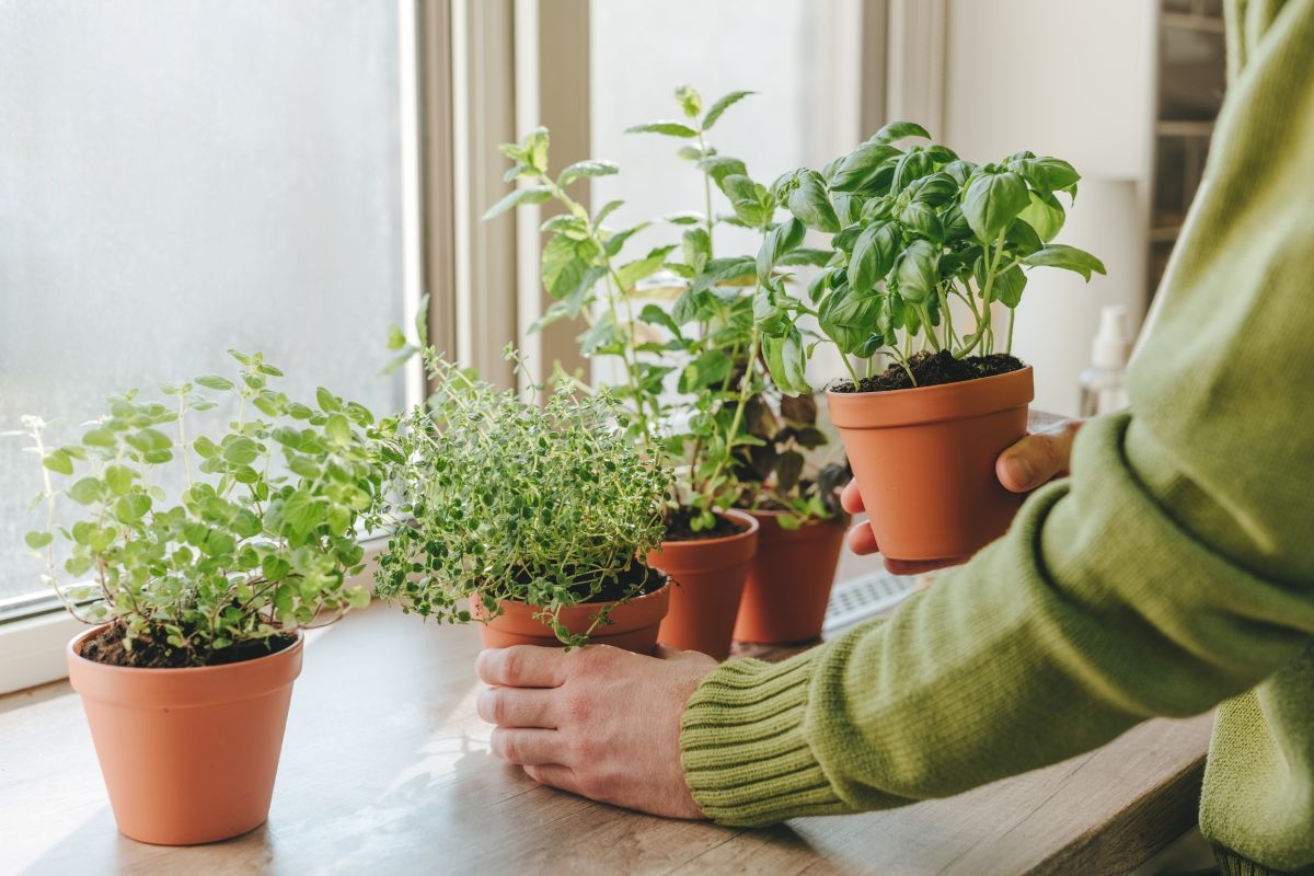 Non è solo un condimento: un'erba comune che aiuta a ridurre il gonfiore e a controllare la pressione sanguigna