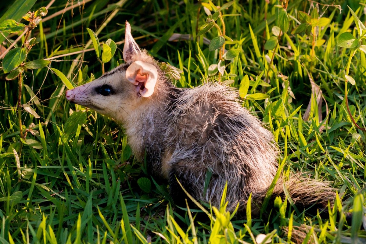 Opossum is immuun voor schorpioenengif en helpt het onder controle te houden, zegt bioloog