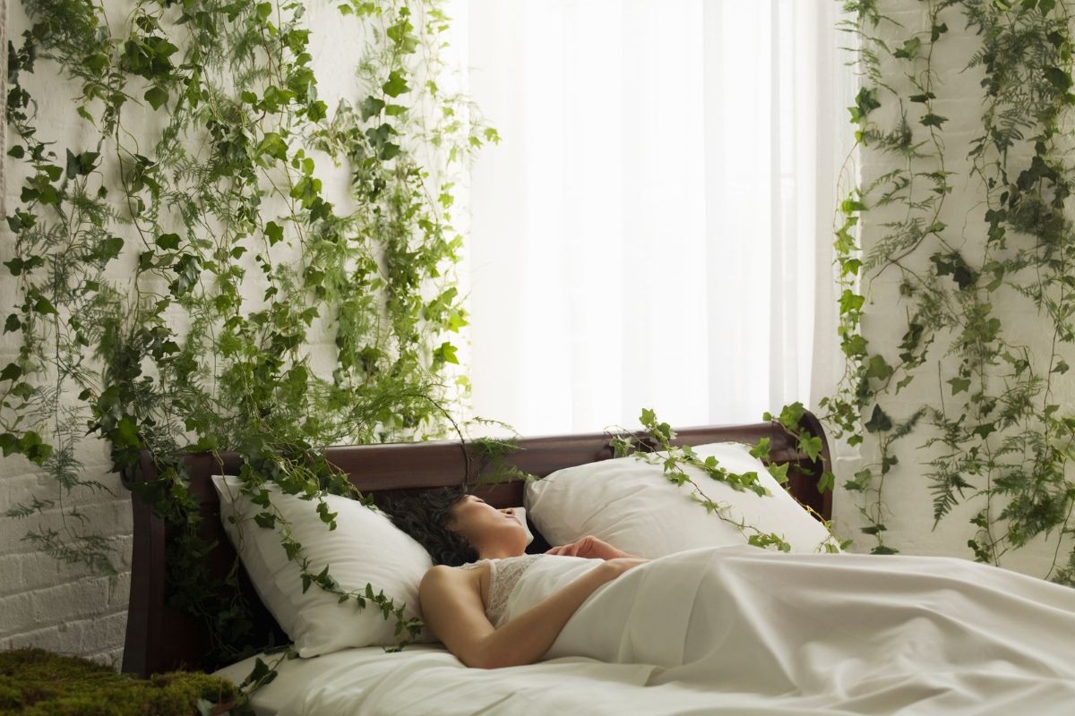 5 planten voor in je slaapkamer: ze verbeteren je slaap en zuiveren de lucht