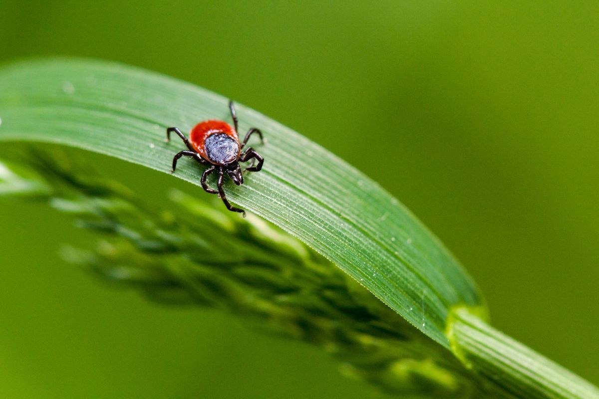 4 plantas que ajudam a afastar carrapatos e ainda perfumam a casa