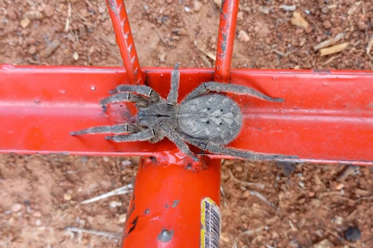 How to protect yourself from the bite of the Brazilian wandering spider, the most feared spider in Brazil