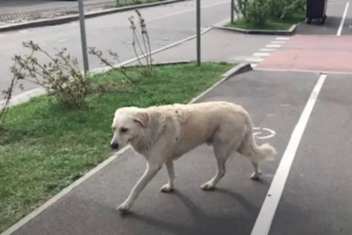 Dog gets emotional after finding owner's blanket in the park; check it out